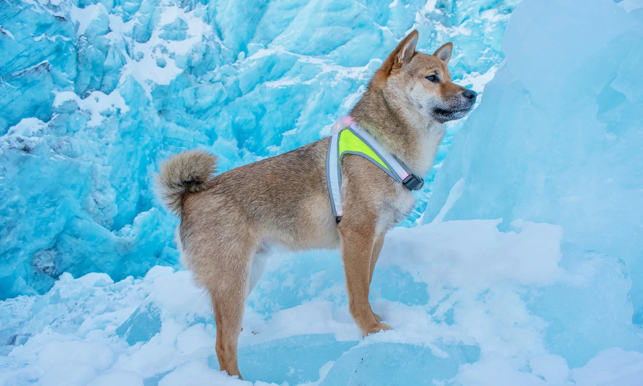 Noxgear Lighthound Harness 5 Noxgear Lighthound Harness - Image 3