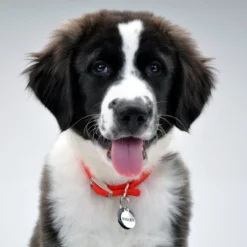 Coastal EZ Change Dog ID Clip With Silencer 8 Coastal EZ Change Dog ID Clip With Silencer -Garden Supplies Sales 2024 gnci5mrzxrcfe6tofkfc 46205.1629488434