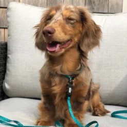 Li'l Pals Adjustable 6ft Leash With EZ Snap 14 Li'l Pals Adjustable 6ft Leash With EZ Snap -Garden Supplies Sales 2024 gs8cs5dg32xmk45dt4pf 98271.1630009493