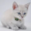 Li'l Pals Elasticized Safety Kitten Collar With Jeweled Bow, 3/8" X 08" -Garden Supplies Sales 2024 hsgbqpore5bkkcxyqzcr 48926.1627249118