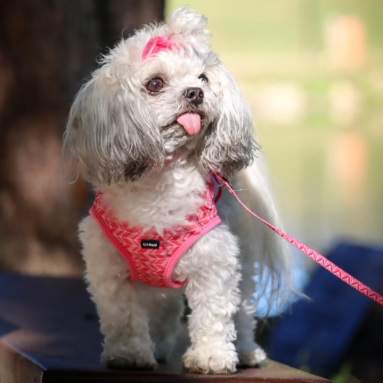 Li'l Pals Adjustable 6ft Leash With EZ Snap 5 Li'l Pals Adjustable 6ft Leash With EZ Snap - Image 3