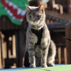 Coastal Comfort Soft Adjustable Cat Harness, XSM 15 Coastal Comfort Soft Adjustable Cat Harness, XSM -Garden Supplies Sales 2024 ipfhq2wkckiecqz02ww7 23960.1631814324