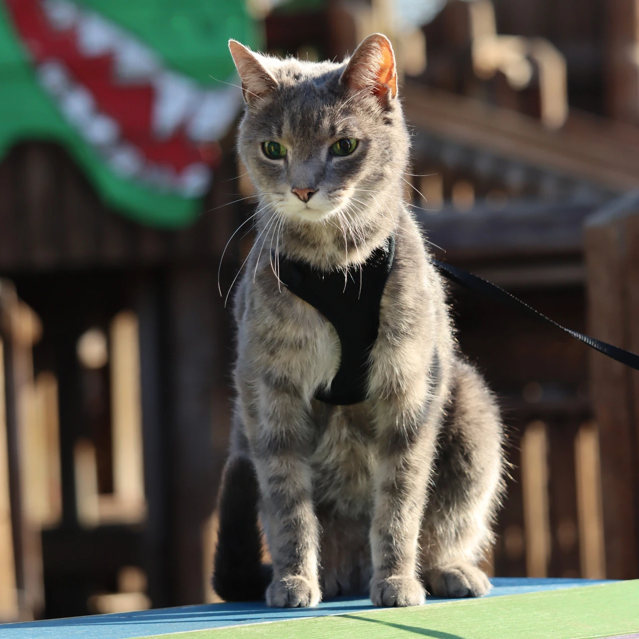 Coastal Comfort Soft Adjustable Cat Harness, XSM 9 Coastal Comfort Soft Adjustable Cat Harness, XSM - Image 7