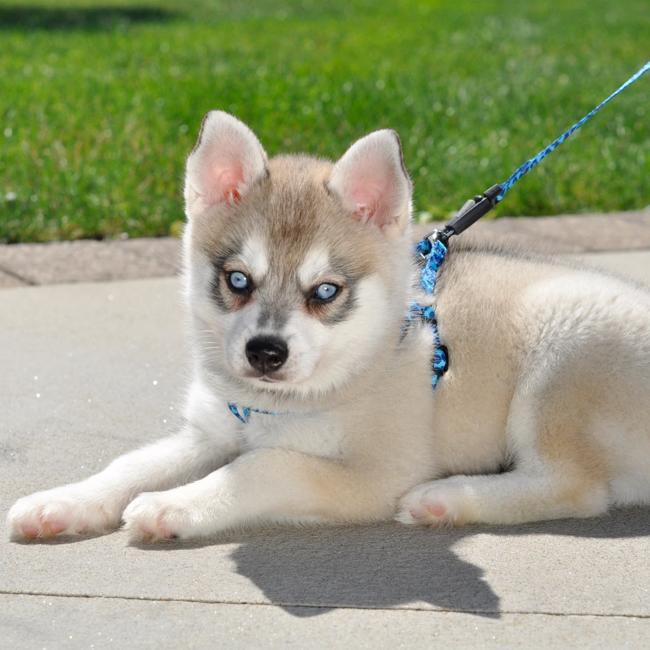 Li'l Pals Adjustable 6ft Leash With EZ Snap 9 Li'l Pals Adjustable 6ft Leash With EZ Snap - Image 7