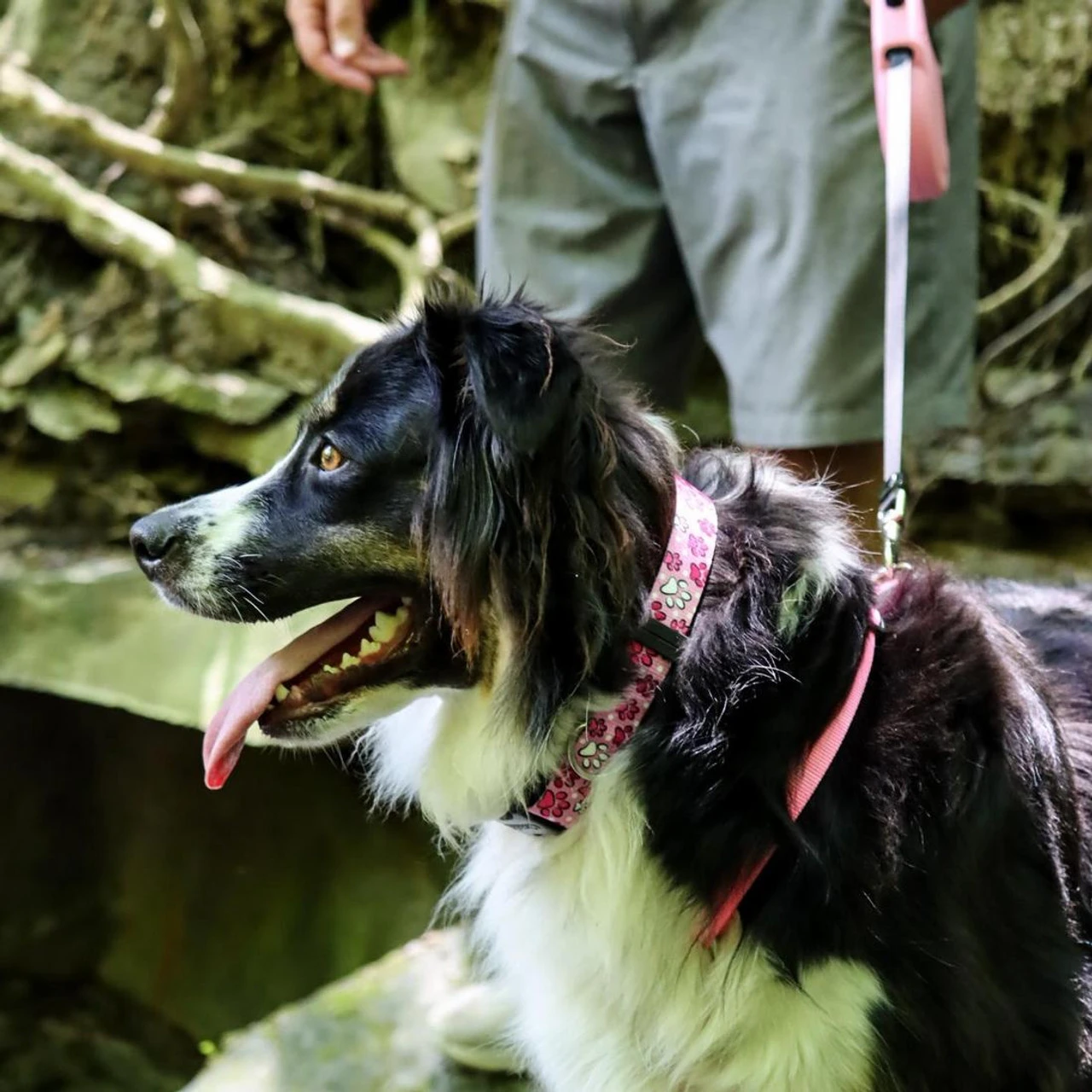 Coastal Power Walker Dog Retractable Leash 16ft, Medium Up To 64lbs 7 Coastal Power Walker Dog Retractable Leash 16ft, Medium Up To 64lbs - Image 5