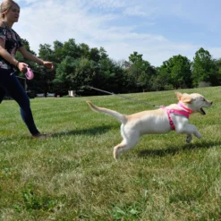 Coastal Power Walker Dog Retractable Leash 16ft, Large Up To 110lbs 9 Coastal Power Walker Dog Retractable Leash 16ft, Large Up To 110lbs -Garden Supplies Sales 2024 k9h0k4sjfjbvowmfrz6v 98995.1630196145