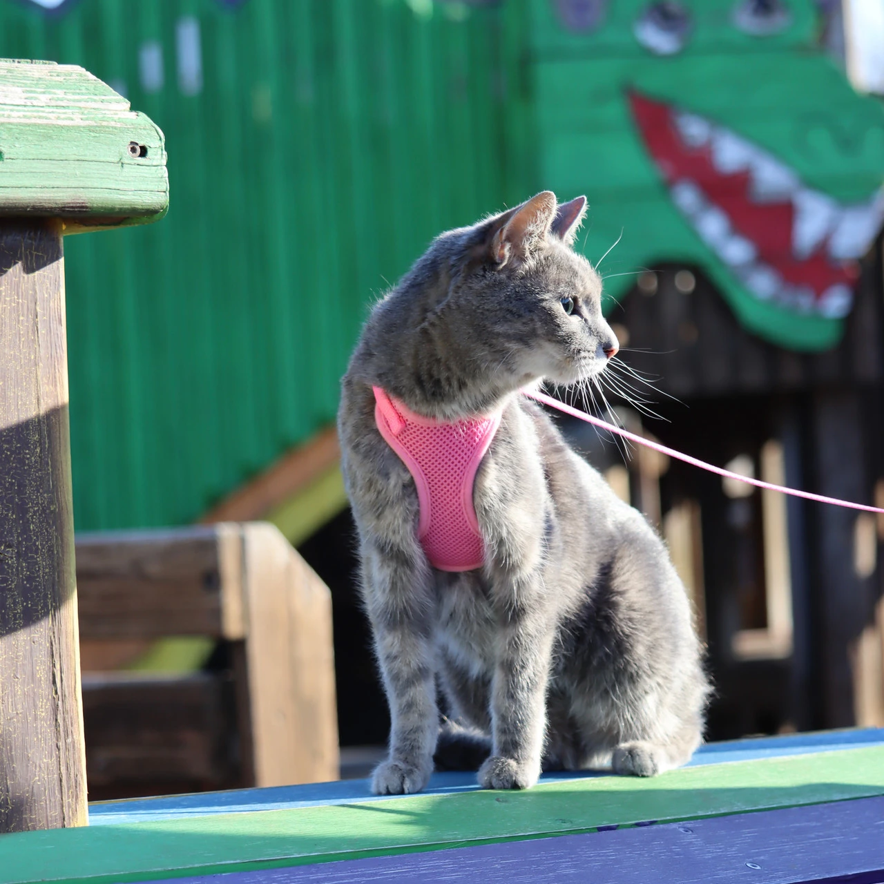 Coastal Comfort Soft Adjustable Cat Harness, XSM 5 Coastal Comfort Soft Adjustable Cat Harness, XSM - Image 3