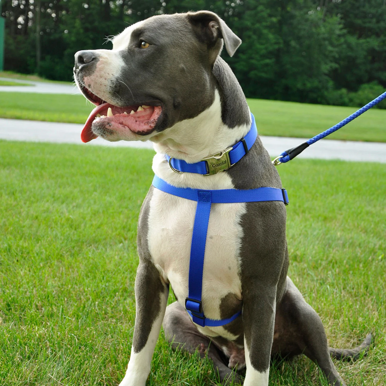 Coastal Comfort Wrap Adjustable Dog Harness 5/8in, 24in 7 Coastal Comfort Wrap Adjustable Dog Harness 5/8in, 24in - Image 5