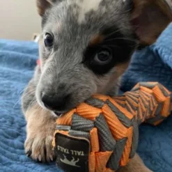 Tall Tails Braided Bone Orange, 7in -Garden Supplies Sales 2024 lullimonblueheeler 2 72194.1665870308