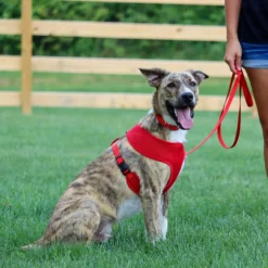 Coastal Single-Ply Dog Collar, 16in -Garden Supplies Sales 2024 lxbkkkkqtskksdjbef62 29361.1629572065