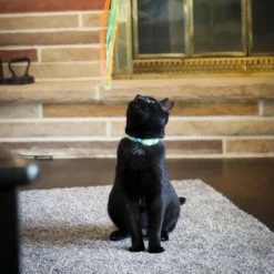 Coastal Safe Cat Fashion Adjustable Breakaway Collar -Garden Supplies Sales 2024 mkvlokdk8kbns1zbjgqn 01169.1629423118