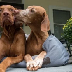 Tall Tails Bolster Bed Charcoal, Medium -Garden Supplies Sales 2024 palmettomoonpointers.01 63911.1665884438