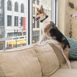 PetSafe Rechargeable Bark Control Collar -Garden Supplies Sales 2024 pbc00 15999 e2 34242.1648425262