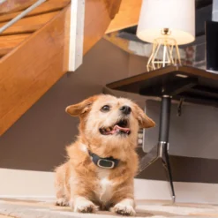 PetSafe Rechargeable Bark Control Collar -Garden Supplies Sales 2024 pbc00 15999 e3 98580.1648425262