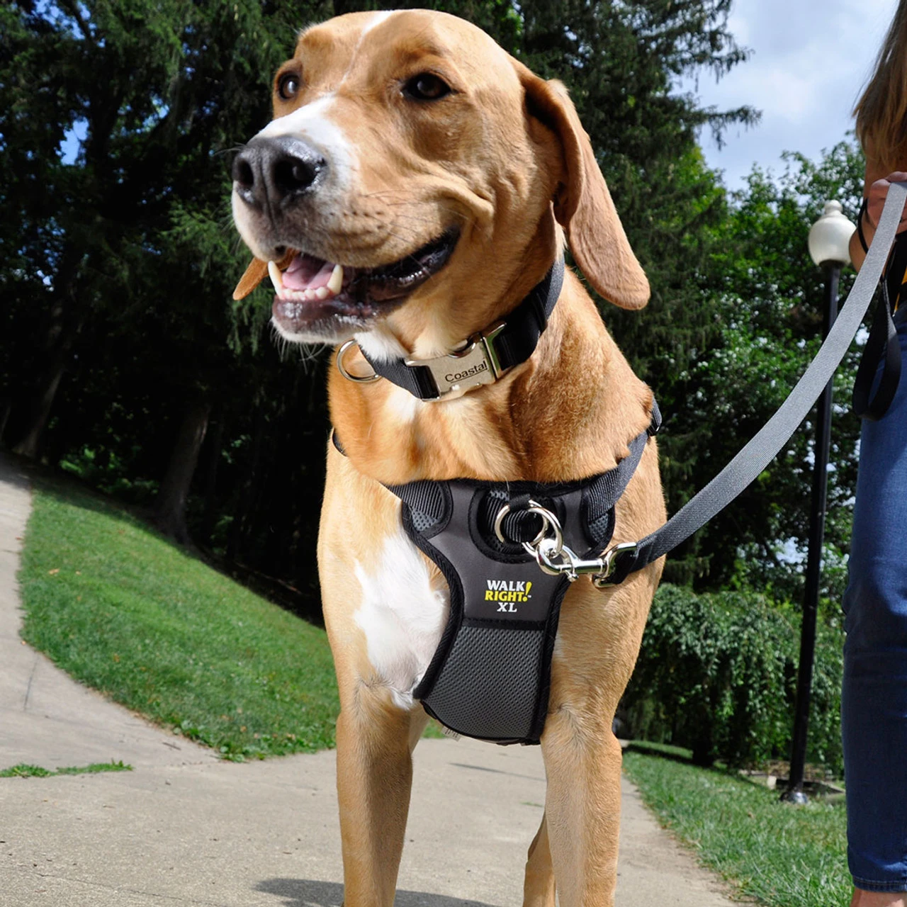 Coastal Walk Right! Front-Connect No-Pull Padded Dog Harness 5 Coastal Walk Right! Front-Connect No-Pull Padded Dog Harness - Image 3