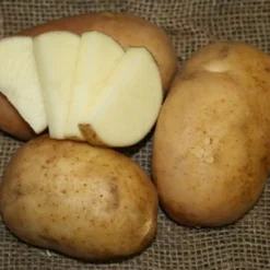 Cal White Seed Potato, 1lb