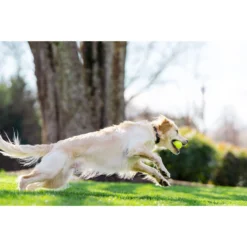 PetSafe Stay & Play® Compact Wireless Fence -Garden Supplies Sales 2024 pslitpsc 9558 97999.1650144772