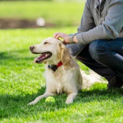 PetSafe Stubborn Dog In-Ground Fence™ -Garden Supplies Sales 2024 pslitpsc 9896 78496.1650138453