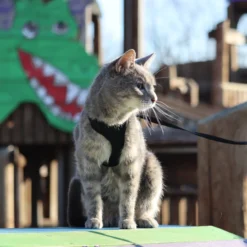 Coastal Comfort Soft Adjustable Cat Harness, XSM 14 Coastal Comfort Soft Adjustable Cat Harness, XSM -Garden Supplies Sales 2024 qgzgq7ncxtlpbjlhnxon 89006.1631814324