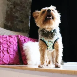 Coastal Li'l Pals Adjustable Patterned Dog Collar, 5/16" X 12"