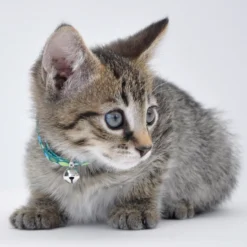 Li'l Pals Elasticized Safety Kitten Collar With Jeweled Bow, 3/8" X 08" -Garden Supplies Sales 2024 r1mw48r0hyfdkb3zctny 00781.1627249118