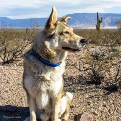 Coastal K9 Explorer Reflective Adjustable Dog Collar, 1" X 18" -Garden Supplies Sales 2024 ral1j5dyo7buqgnlqksh 79781.1631397750