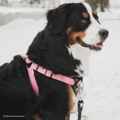Coastal Walk Right! Front-Connect No-Pull Padded Dog Harness 9 Coastal Walk Right! Front-Connect No-Pull Padded Dog Harness -Garden Supplies Sales 2024 rorfzwnvlmo38lavs9ud 31962.1630006813
