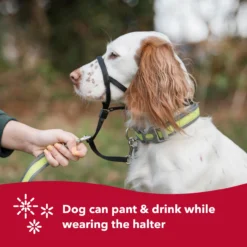 Coastal Walk 'n Train! Dog Head Halter -Garden Supplies Sales 2024 s7kpnputkw89hbfcq3vm 34059.1630004977