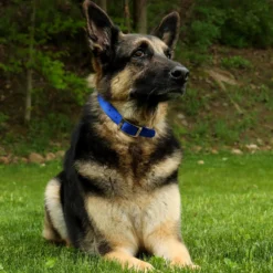 Coastal Single-Ply Dog Collar, 20in