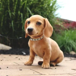 Coastal Li'l Pals Dog Leash With E-Z Snap, 6' -Garden Supplies Sales 2024 t2hfoiwgruna2du8uovd 22221.1629503162