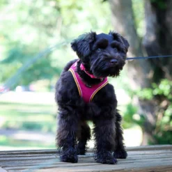 Li'l Pals Comfort Mesh Harness Black, Small -Garden Supplies Sales 2024 ui0pqbsav5xoikxerh3s 31599.1627174209