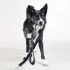Paikka Visibility Leash Dark -Garden Supplies Sales 2024 untitled 7296 540x 19936.1664324337