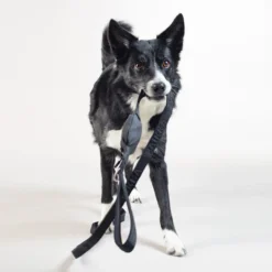 Paikka Visibility Leash Dark