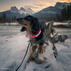 Coastal USB Light-Up Neck Ring -Garden Supplies Sales 2024 x6uh9imc5brzm1ncedsw 64629.1630273060