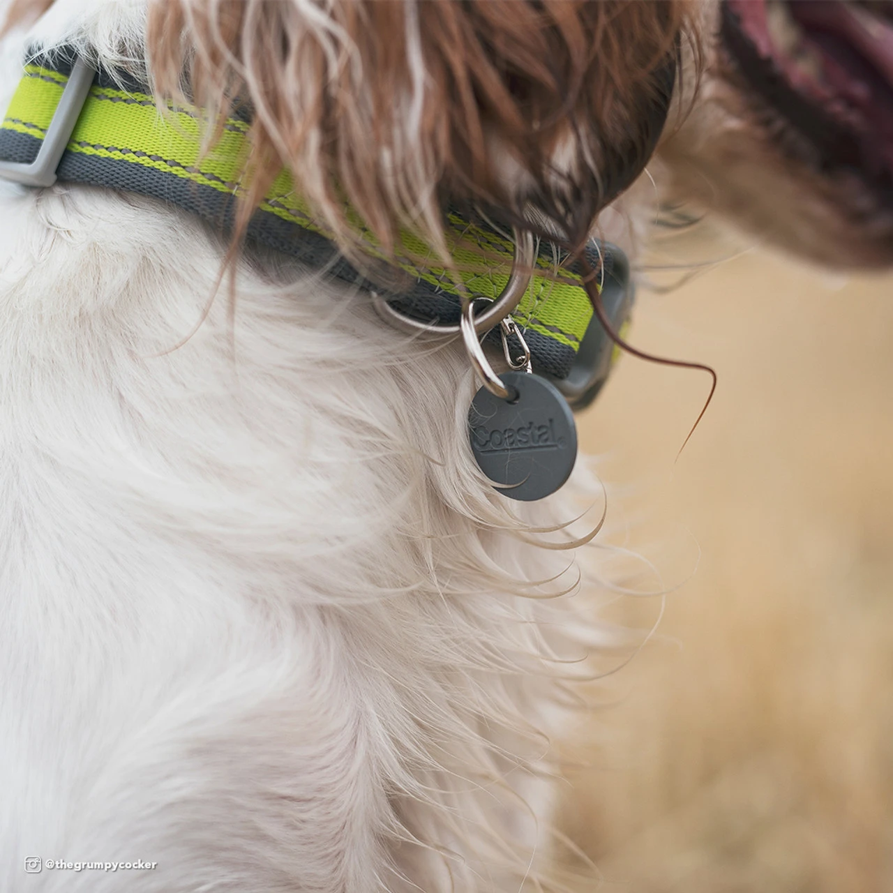 Coastal EZ Change Dog ID Clip With Silencer 4 Coastal EZ Change Dog ID Clip With Silencer - Image 2