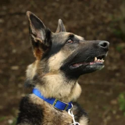 Coastal Single-Ply Dog Collar 1in, 18in -Garden Supplies Sales 2024 y3mntgwgh1c3rtnyyowi 84238.1629663764