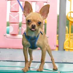 Coastal Comfort Soft Sport Wrap Adjustable Dog Harness, XXS, 14-16in -Garden Supplies Sales 2024 zrytscjiuig0fs6mj6p2 88609.1630086021